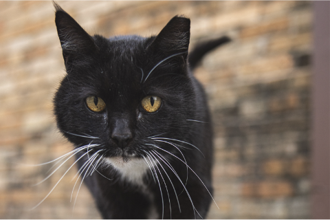 A black and white cat in close-up with a blurred background.